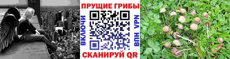 darknet формула  Нея  Псилоцибиновые грибы мухоморы 
